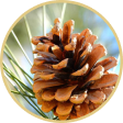 imagem de pinus pinaster